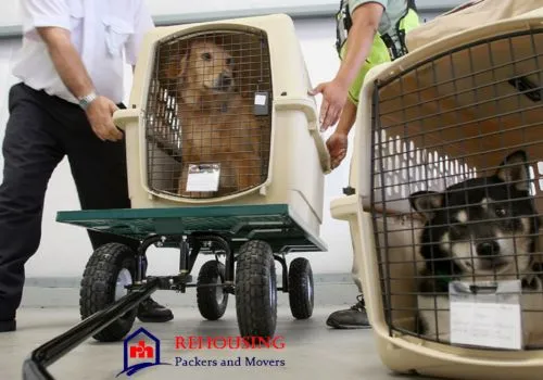 Pet Transportation Services in India